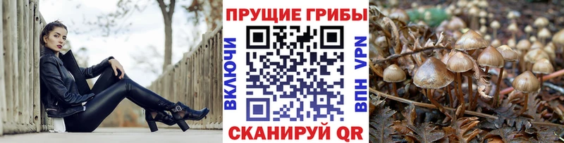 Галлюциногенные грибы Cubensis Кирс