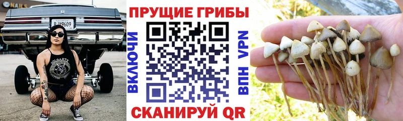где купить наркоту  Кирс  Псилоцибиновые грибы MAGIC MUSHROOMS 